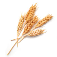 Image icon