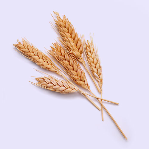 Image icon