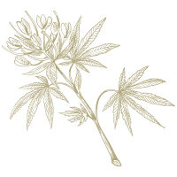 Image icon