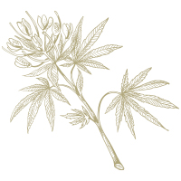 Image icon