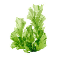 Image icon