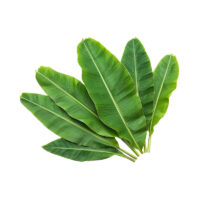Image icon