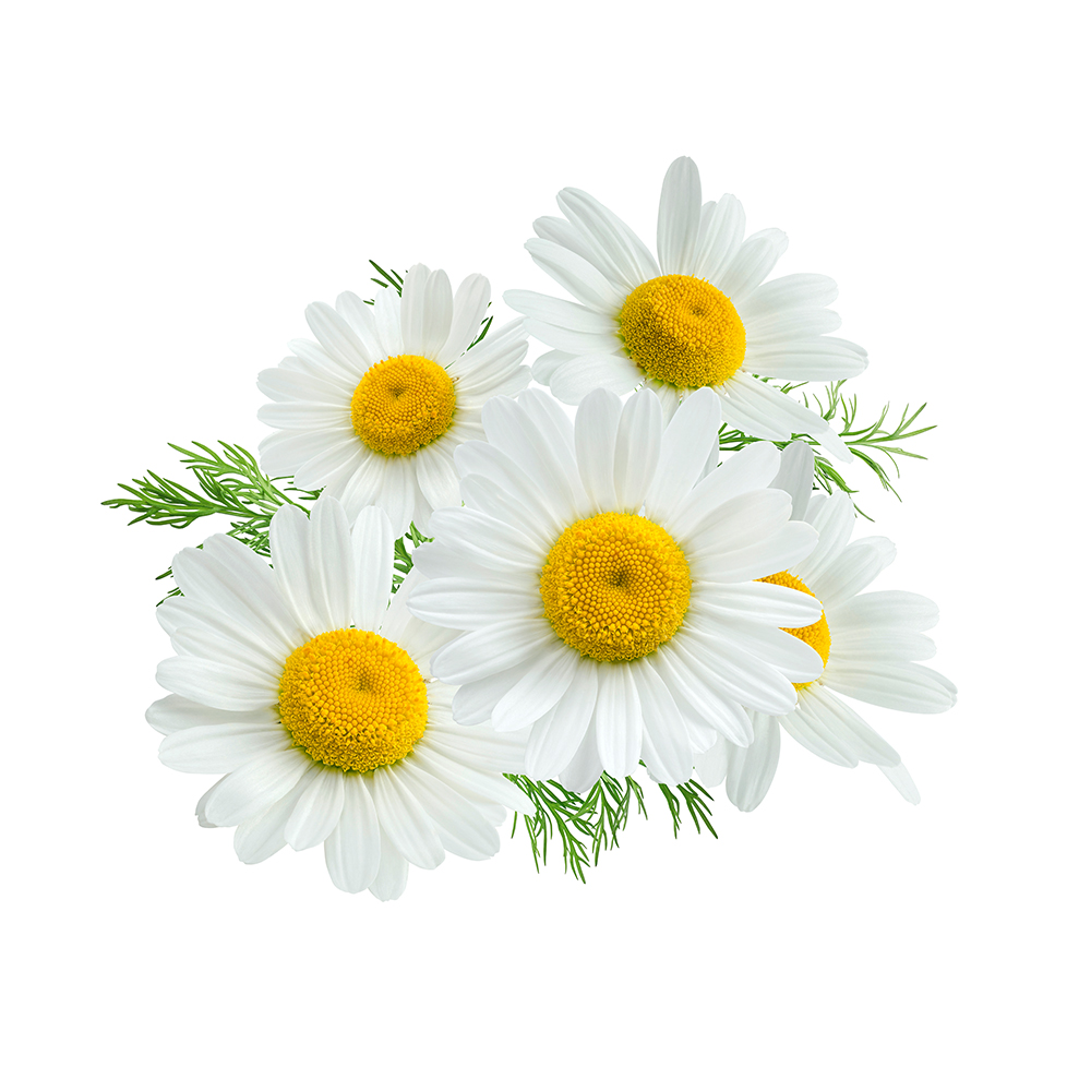 Image icon