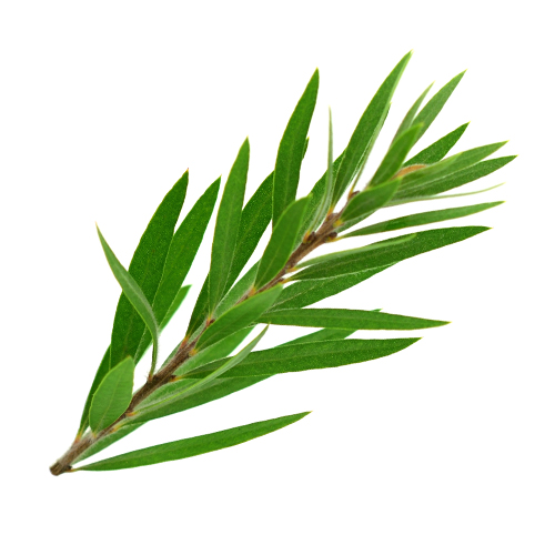 Image icon